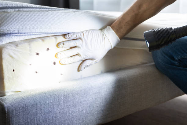 Professional Pest Control in Leon Valley, TX
