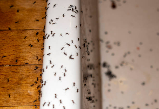 Best Ant Control Services  in Leon Valley, TX