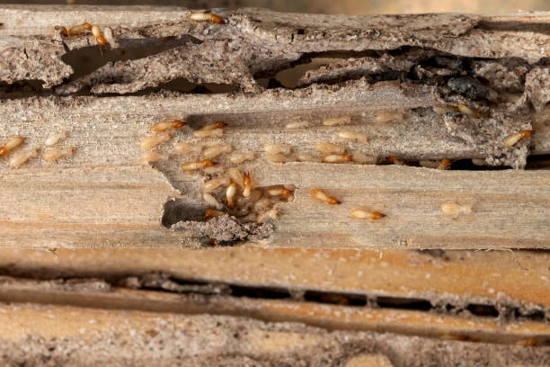 Best Best Pest Control Companies  in Leon Valley, TX
